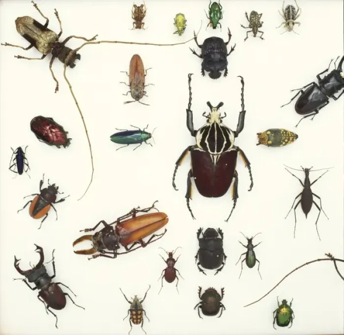 Framed Print : Various beetle specimens Framed Print : Various beetle specimens