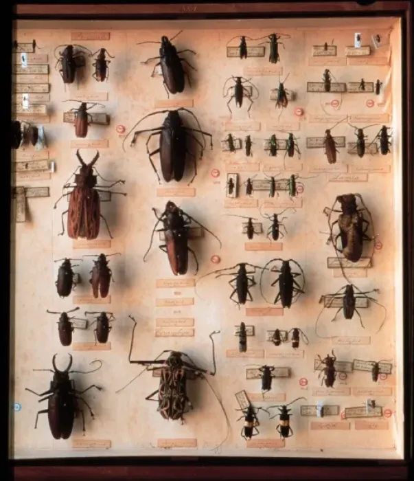Framed Print : Various beetle specimens Framed Print : Various beetle specimens