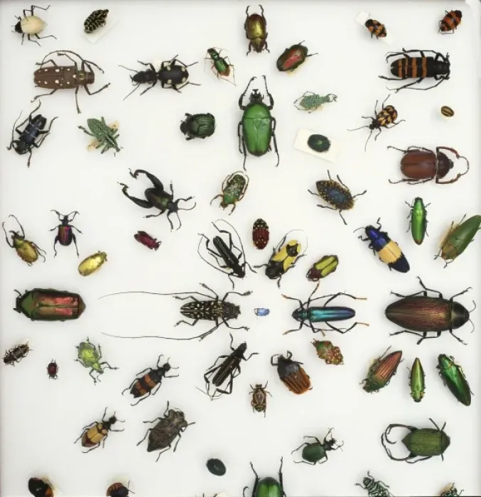 Framed Print : Various beetle specimens Framed Print : Various beetle specimens