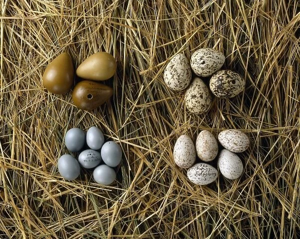 Various bird eggs from western Asia