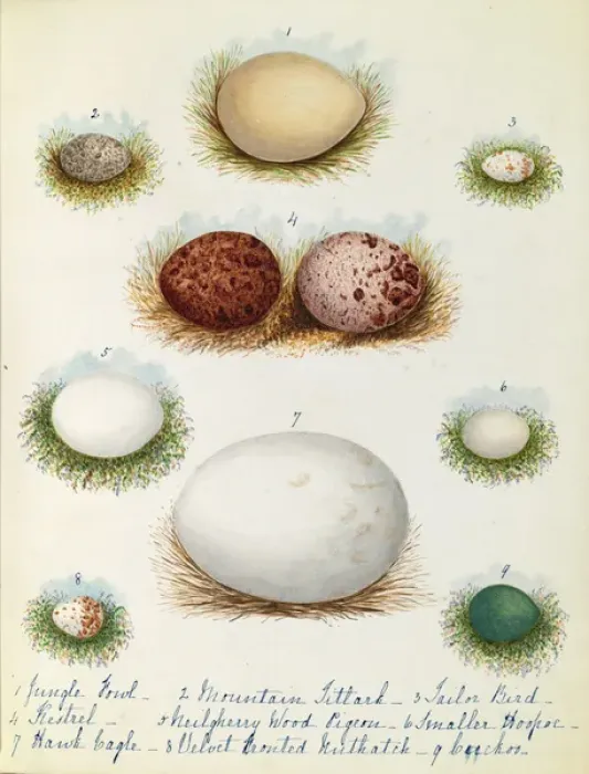 Framed Print : Various birds eggs Framed Print : Various birds eggs