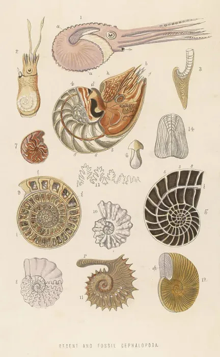Framed Print : Various Cephalopoda Framed Print : Various Cephalopoda