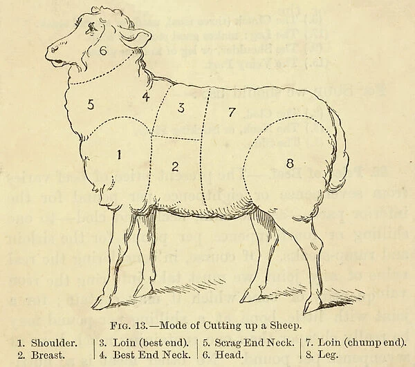 Various Cuts of a Sheep