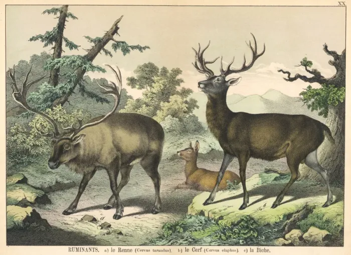 Framed Print : Various deer Framed Print : Various deer