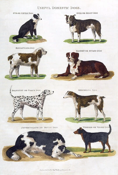 Various Dogs of 1810