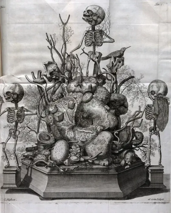 Framed Print : Various fetal skeletons displayed Framed Print : Various fetal skeletons displayed