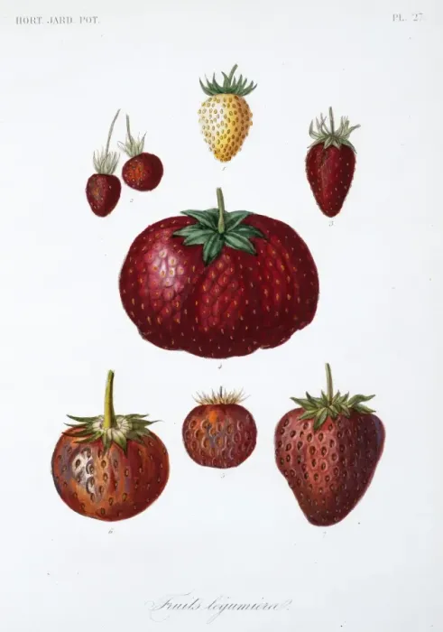 Framed Print : Various Fruit Framed Print : Various Fruit
