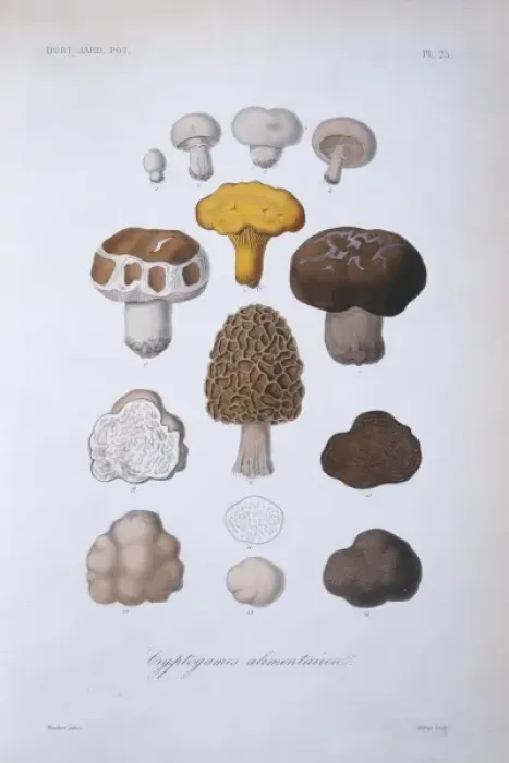 Framed Print : Various fungi Framed Print : Various fungi