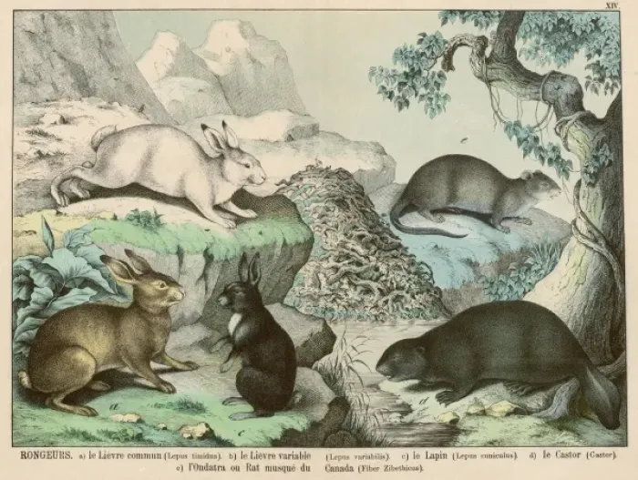 Framed Print : Various hares, rabbits, etc Framed Print : Various hares, rabbits, etc