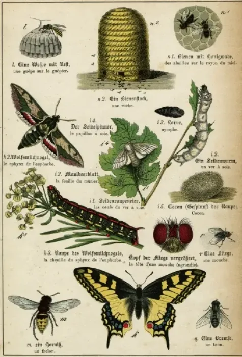 Framed Print : Various Insects Framed Print : Various Insects