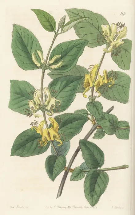 Framed Print : Various-leaved fly honeysuckle, Lonicera diversifolia Framed Print : Various-leaved fly honeysuckle, Lonicera diversifolia