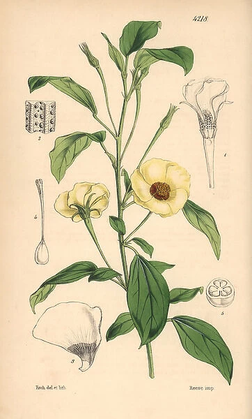 Various leaved fugosia, Fugosia heterophylla