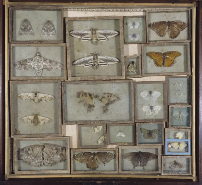 Framed Print : Various lepidoptera Framed Print : Various lepidoptera