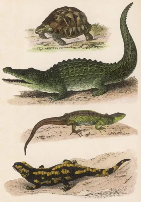 Framed Print : Various Lizards Framed Print : Various Lizards