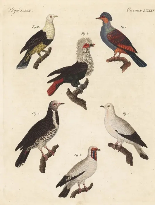 Framed Print : Various pigeons including the extinct Mauritius blue pigeon Framed Print : Various pigeons including the extinct Mauritius blue pigeon