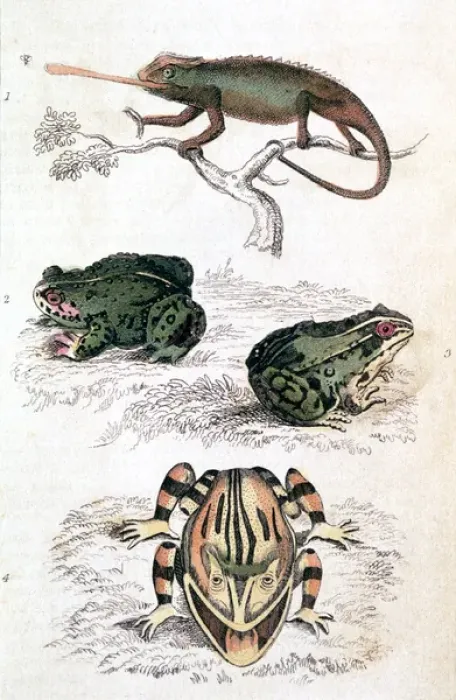 Framed Print : Various Reptiles / Lizars Framed Print : Various Reptiles / Lizars