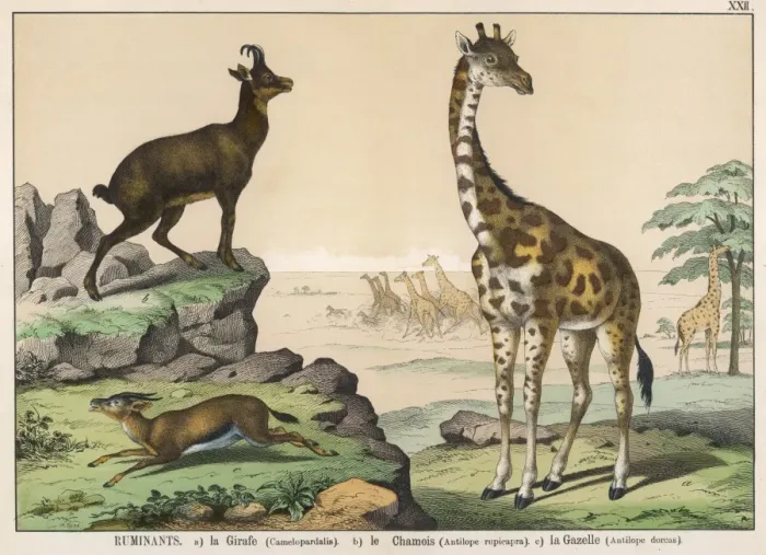 Framed Print : Various ruminants Framed Print : Various ruminants