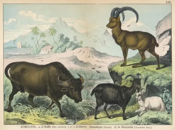 Framed Print : Various ruminants Framed Print : Various ruminants