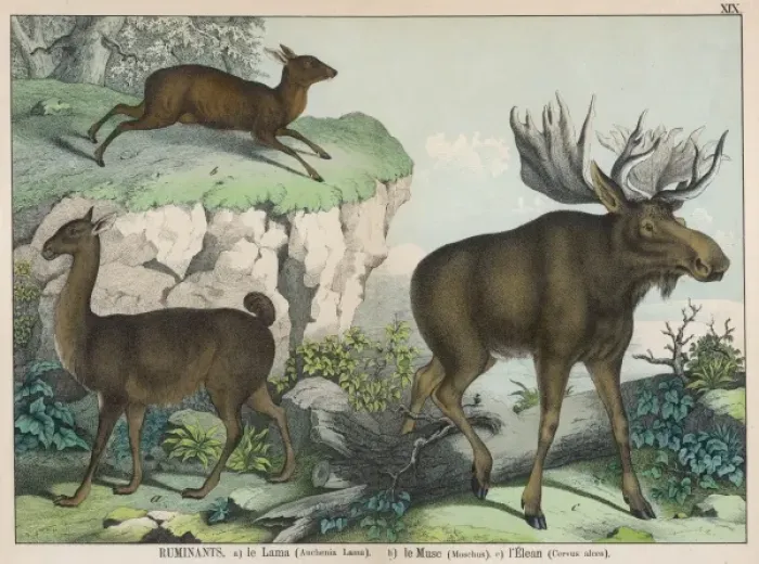Framed Print : Various ruminants Framed Print : Various ruminants
