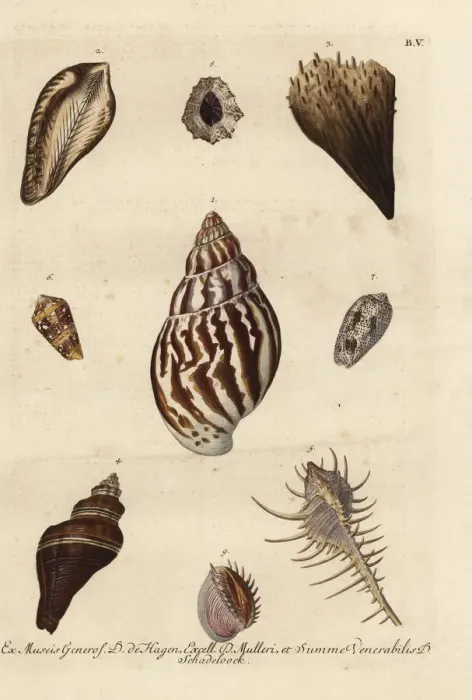 Framed Print : Various shell specimens Framed Print : Various shell specimens