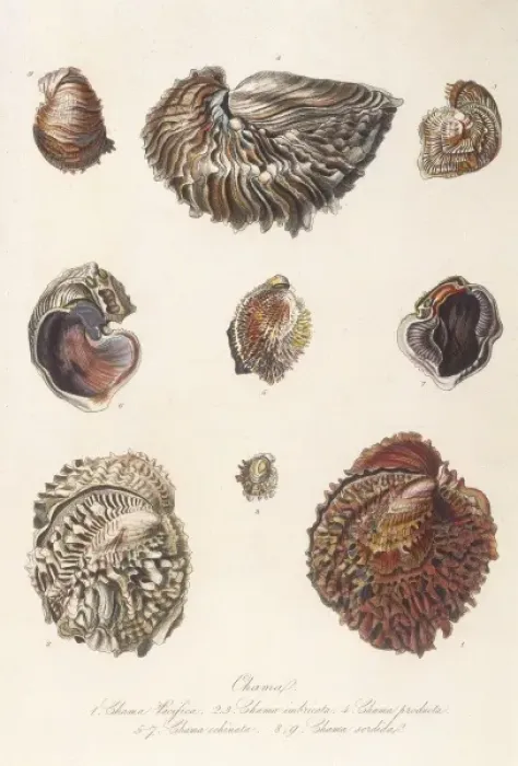 Framed Print : Various Shells 1835 Framed Print : Various Shells 1835