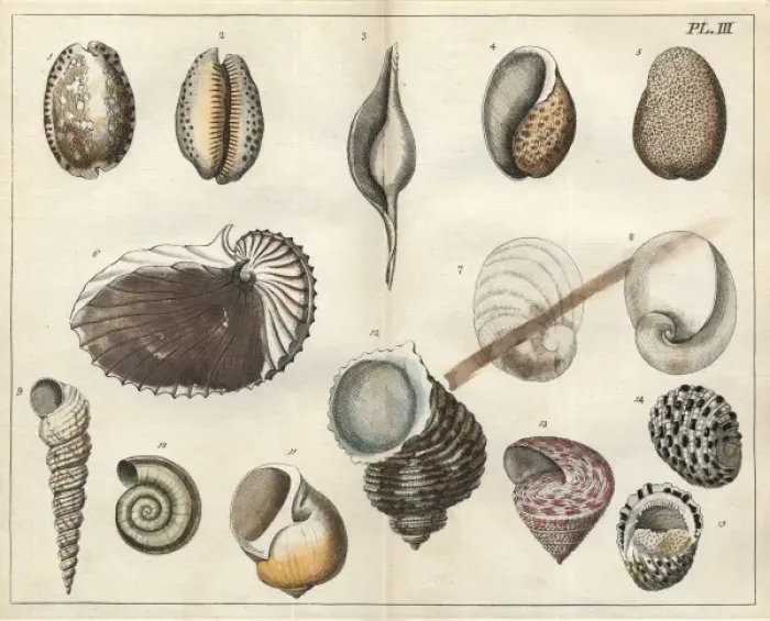Framed Print : Various shells Framed Print : Various shells