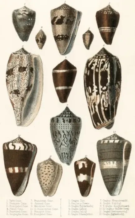 Framed Print : Various Shells (Cones) Framed Print : Various Shells (Cones)