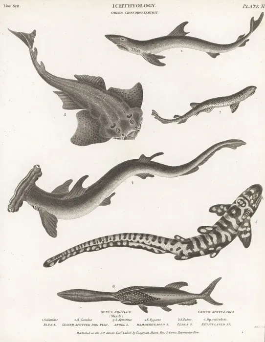 Framed Print : Various species of sharks Framed Print : Various species of sharks