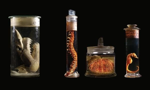 Various specimens. Specimen jars containing various sea and land creatures