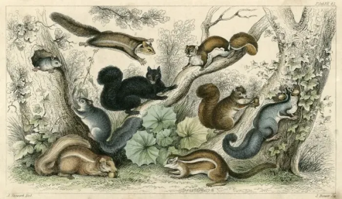 Framed Print : Various Squirrels 19C Framed Print : Various Squirrels 19C