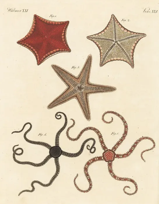 Framed Print : Various starfish species