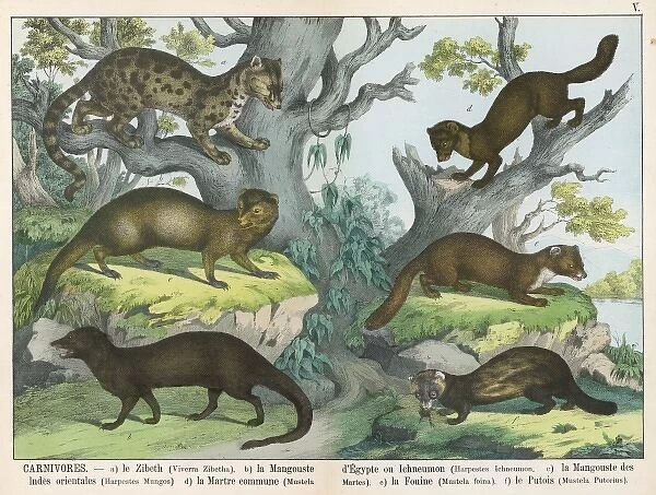 Various stoats and weasels
