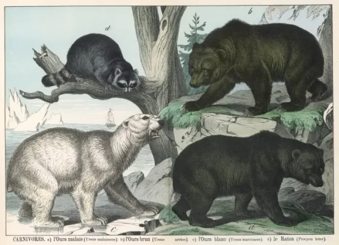 Framed Print : Various types of bear Framed Print : Various types of bear