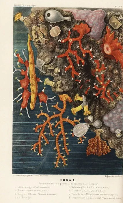 Framed Print : Various types of coral Framed Print : Various types of coral
