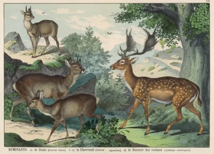 Framed Print : Various types of deer Framed Print : Various types of deer