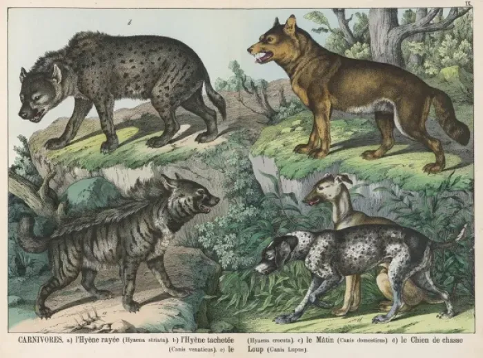 Framed Print : Various types of dog Framed Print : Various types of dog