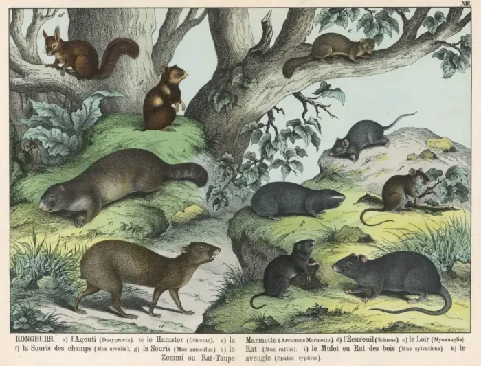 Framed Print : Various types of rodent Framed Print : Various types of rodent