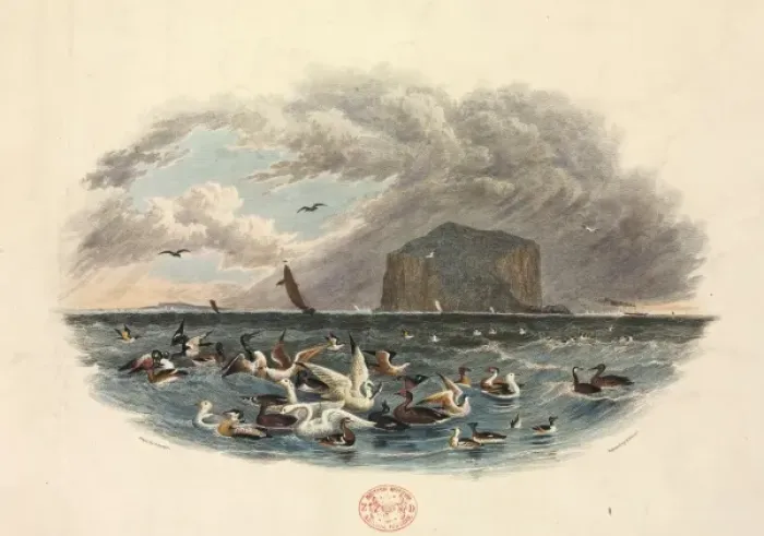 Framed Print : Various Water Birds Framed Print : Various Water Birds