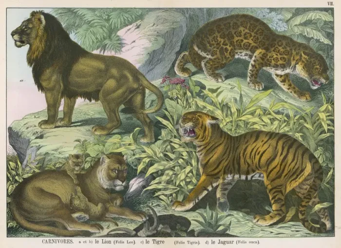 Framed Print : Various wild cats Framed Print : Various wild cats