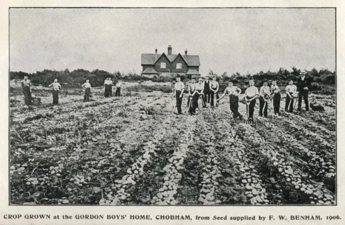 Framed Print : Vegetable crops at Gordon Boys Home, Woking, Surrey Framed Print : Vegetable crops at Gordon Boys Home, Woking, Surrey