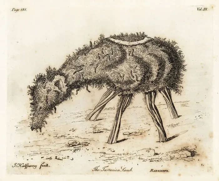 Framed Print : The Vegetable Lamb of Tartary Framed Print : The Vegetable Lamb of Tartary