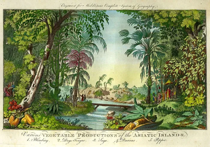 Framed Print : Vegetable Productions of The Atlantic Islands Framed Print : Vegetable Productions of The Atlantic Islands