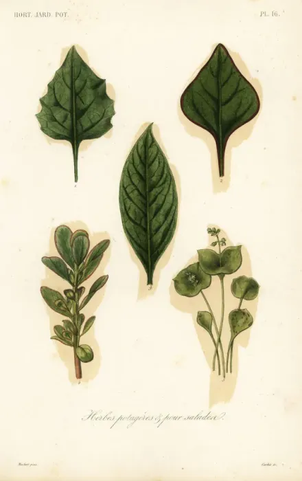 Framed Print : Vegetable and salad leaves, herbes potageres et pour salades Framed Print : Vegetable and salad leaves, herbes potageres et pour salades
