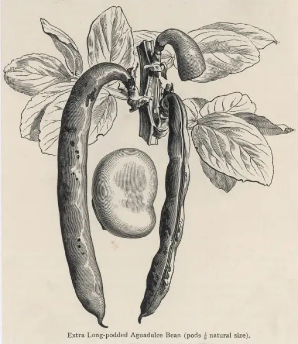 Framed Print : Vegetables / Broad Bean Framed Print : Vegetables / Broad Bean