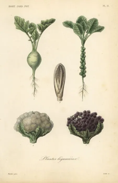 Framed Print : Vegetables, Plantes legumieres Framed Print : Vegetables, Plantes legumieres