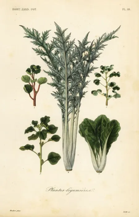 Framed Print : Vegetables, plantes legumieres Framed Print : Vegetables, plantes legumieres
