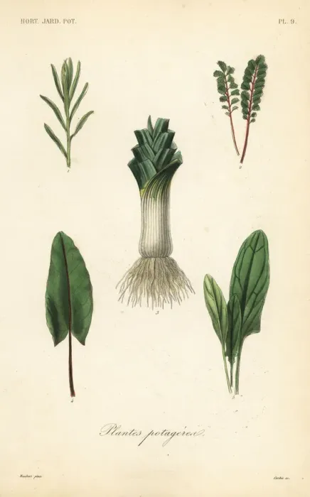 Framed Print : Vegetables, Plantes potageres Framed Print : Vegetables, Plantes potageres