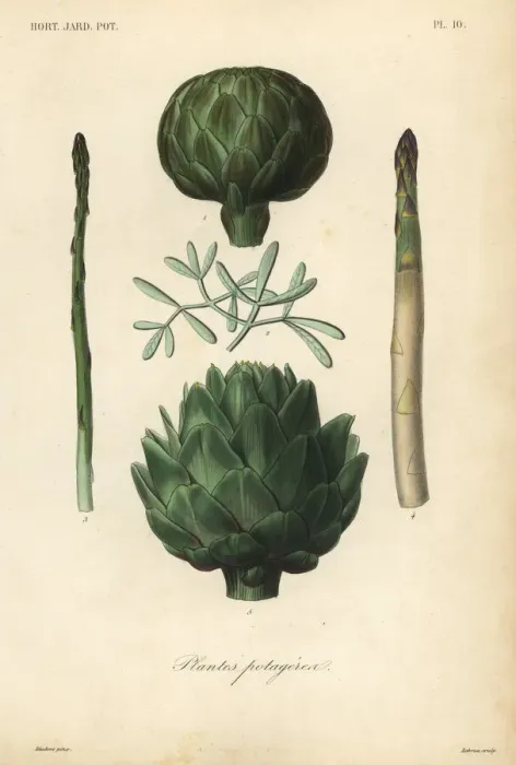 Framed Print : Vegetables, Plantes potageres Framed Print : Vegetables, Plantes potageres