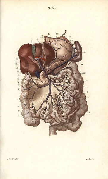 Veins to the stomach, liver and intestines