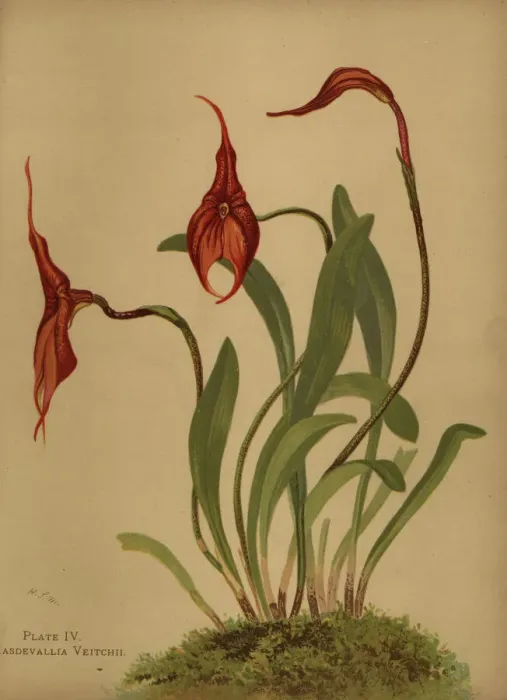 Framed Print : Veitchs masdevallia, Masdevallia veitchiana Framed Print : Veitchs masdevallia, Masdevallia veitchiana